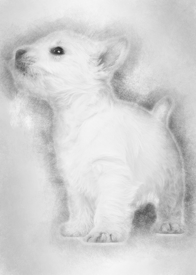 West Highland Terrier pupp