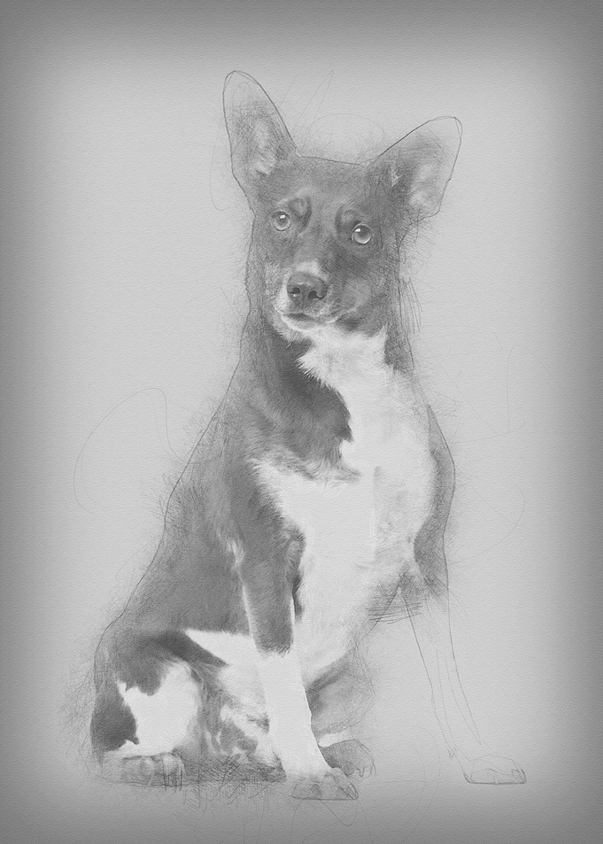 Boerenfox dog 2 years old