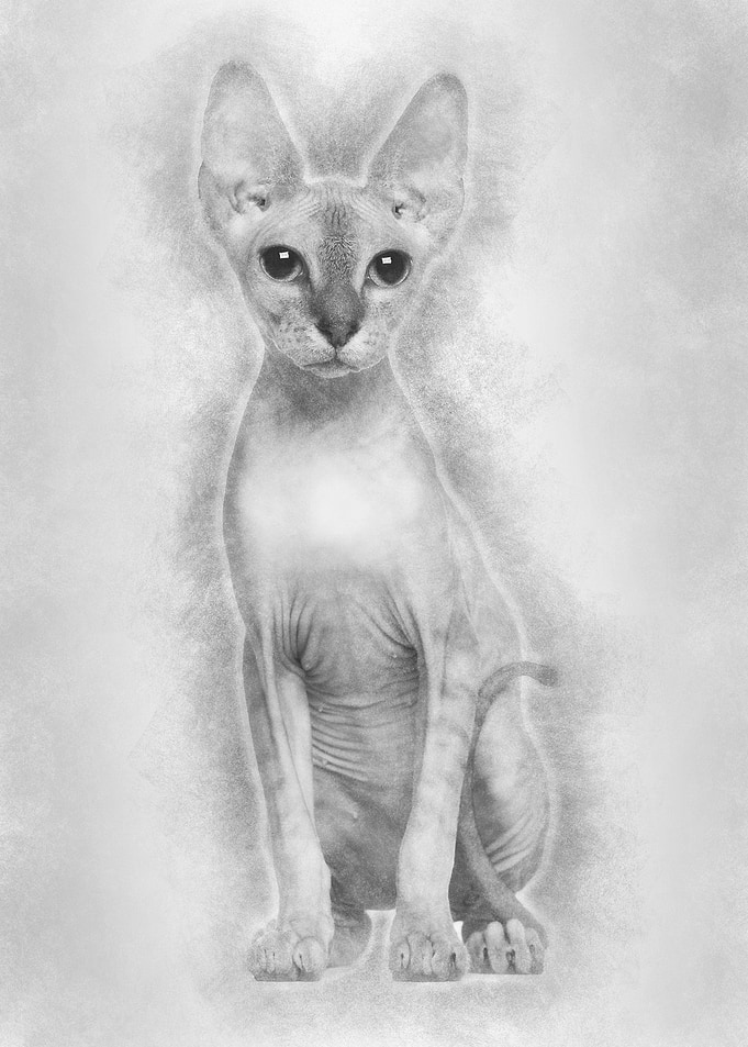 Portrait of Sphynx cat 6 m