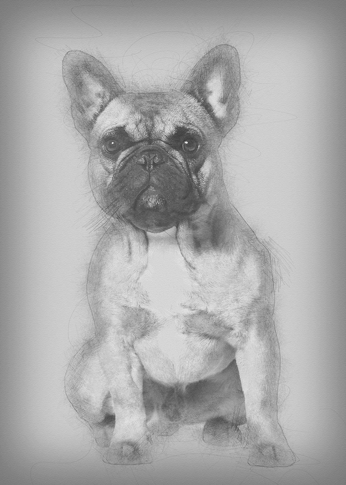 French bulldog sitting aga