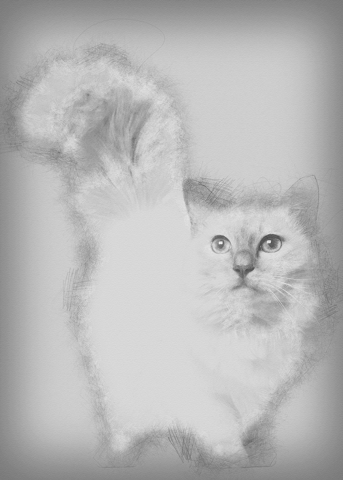 Birman cat 11 months old s