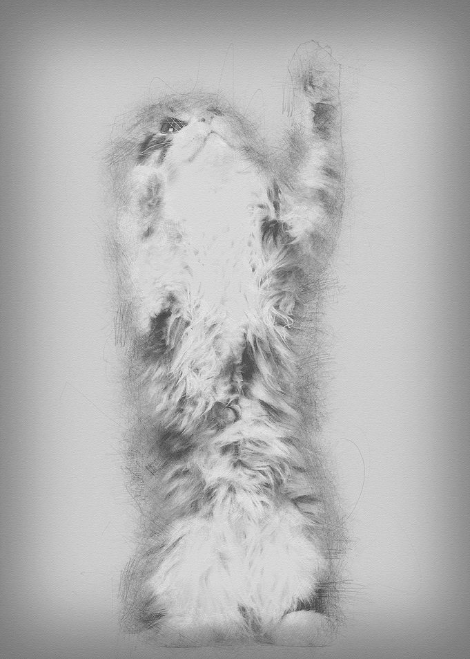 American Curl kitten 3 mon
