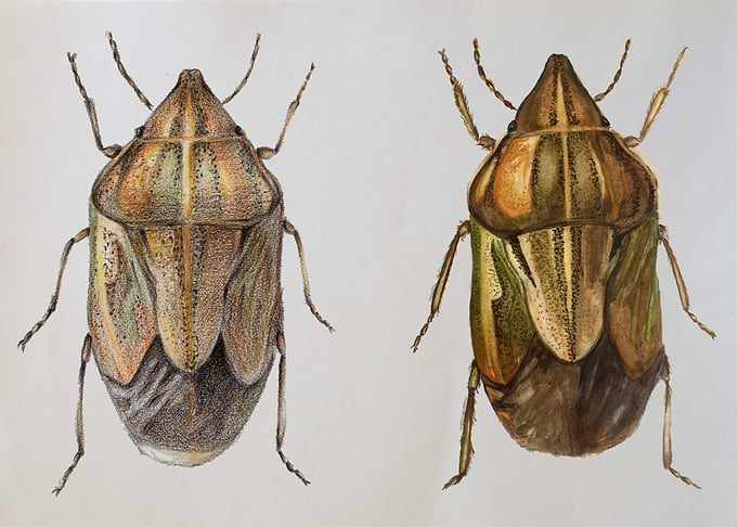 bug vs bug