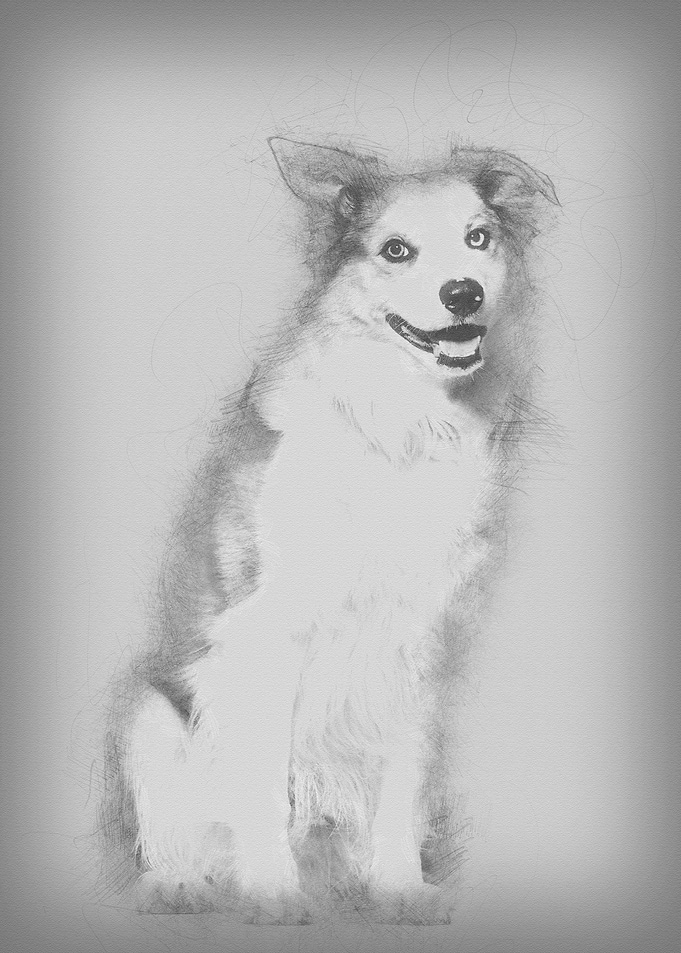 Border Collie sitting agai