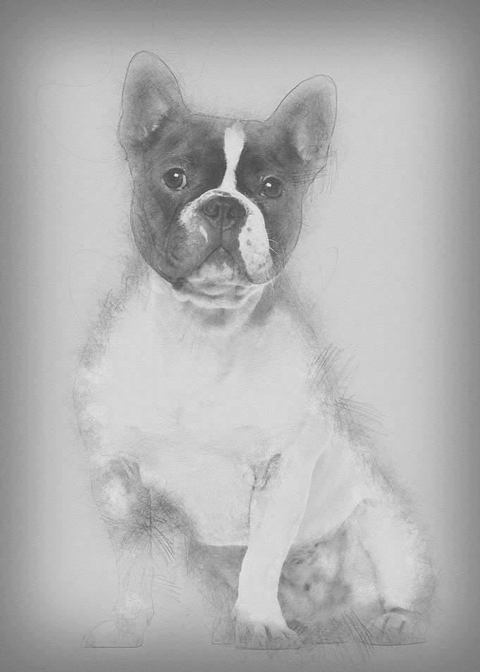 French Bulldog 18 months o