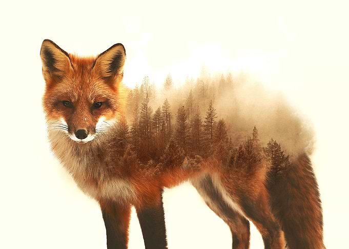 Fox 3