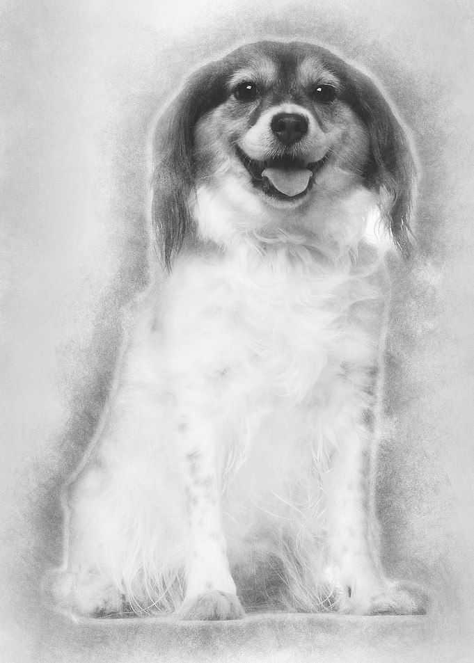 Papillon 7 years old sitti
