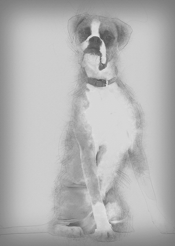 Boxer 12 months old sittin