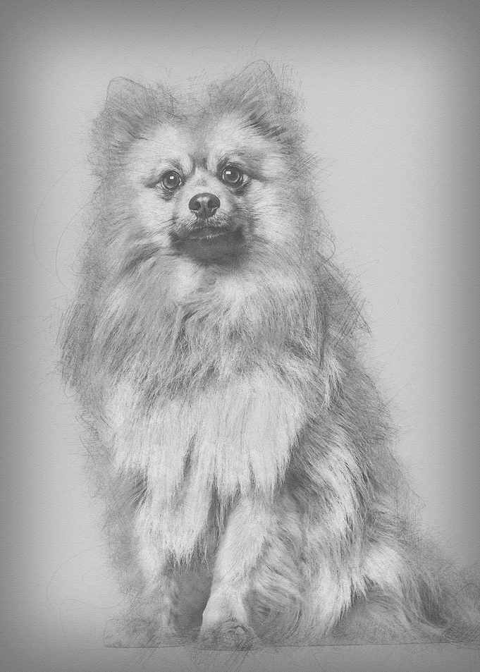 Keeshond dog sitting again