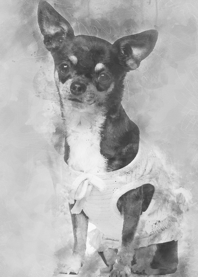 Chihuahua dressed sitting