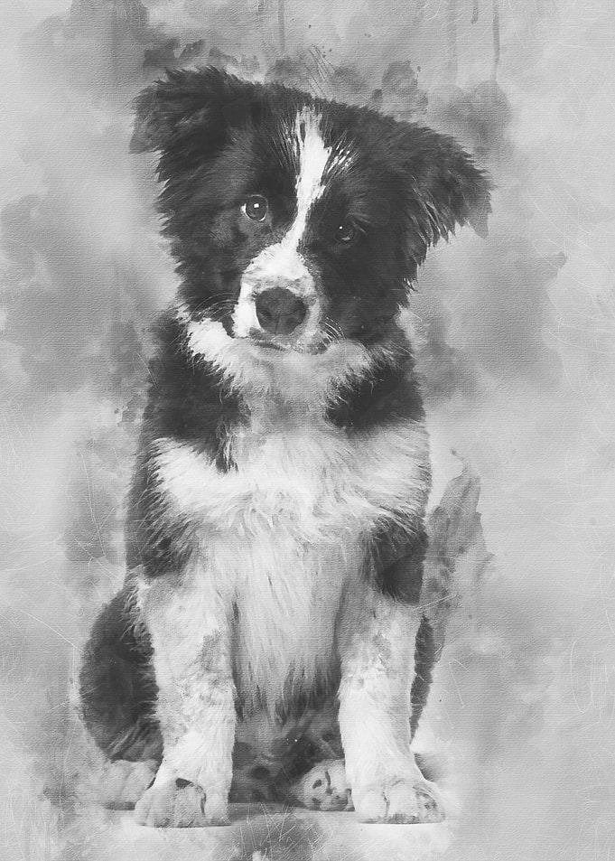 Border Collie puppy 17 wee