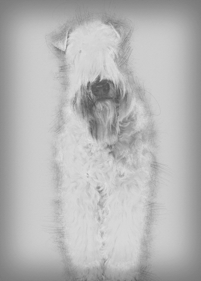 Softcoated Wheaten Terrie