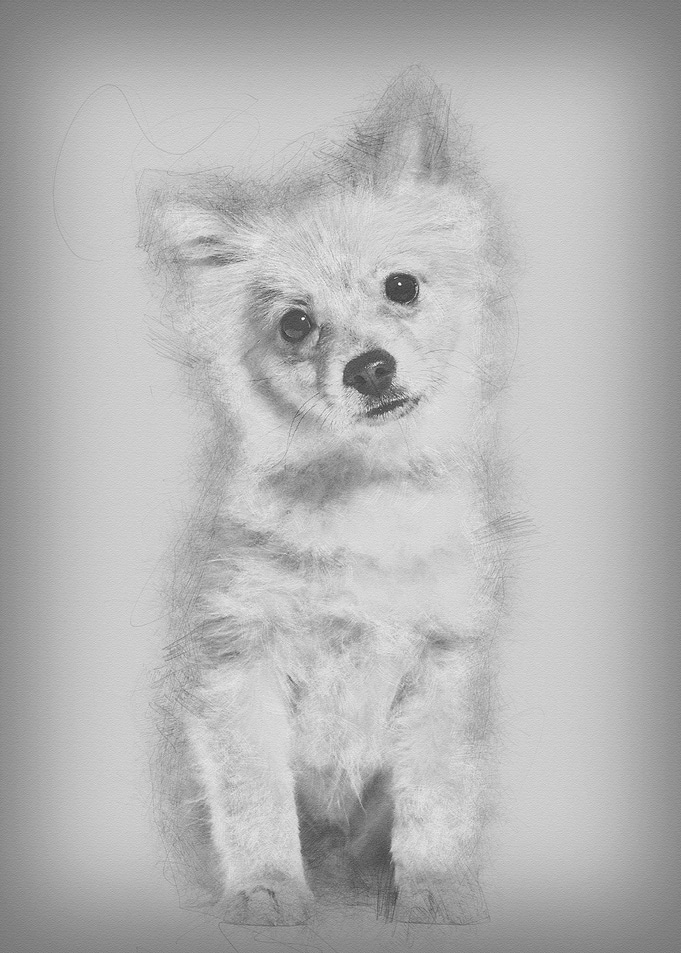 Pomeranian puppy 5 months
