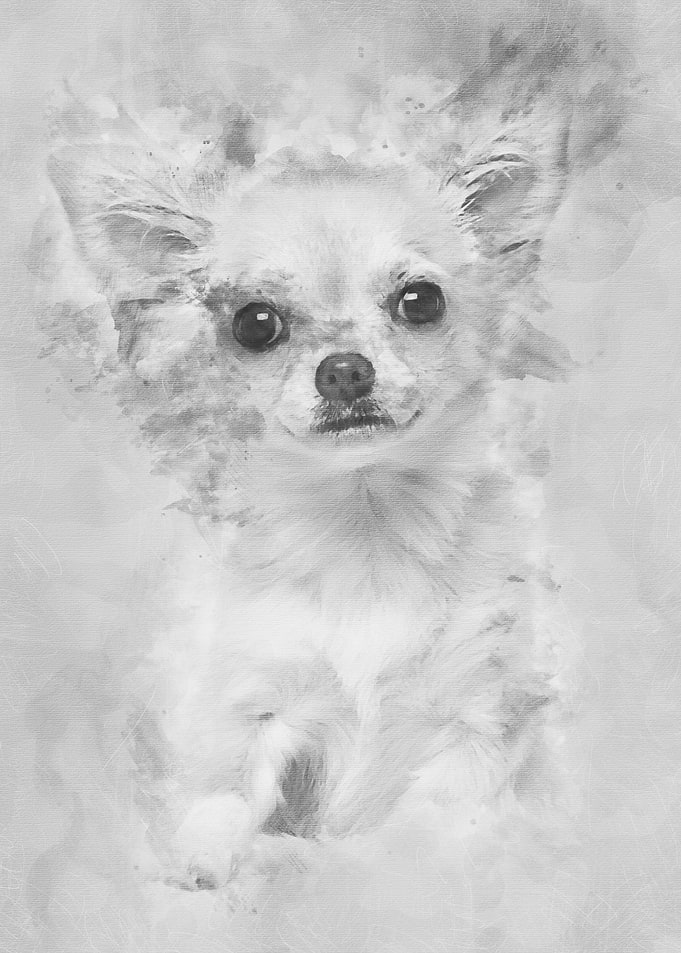 Chihuahua 4 months old loo