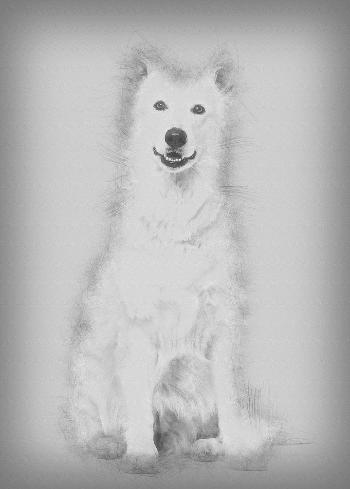 Swiss White Shepherd dog
