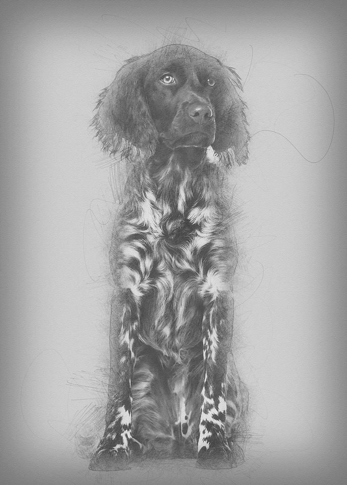 Munsterlander dog 9 month