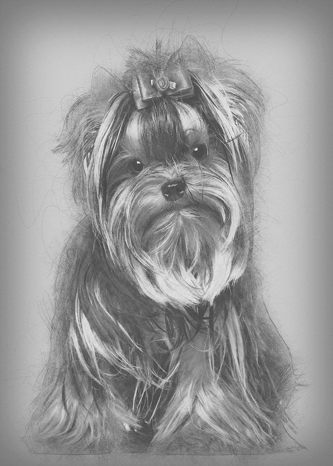 Yorkshire Terrier 8 months