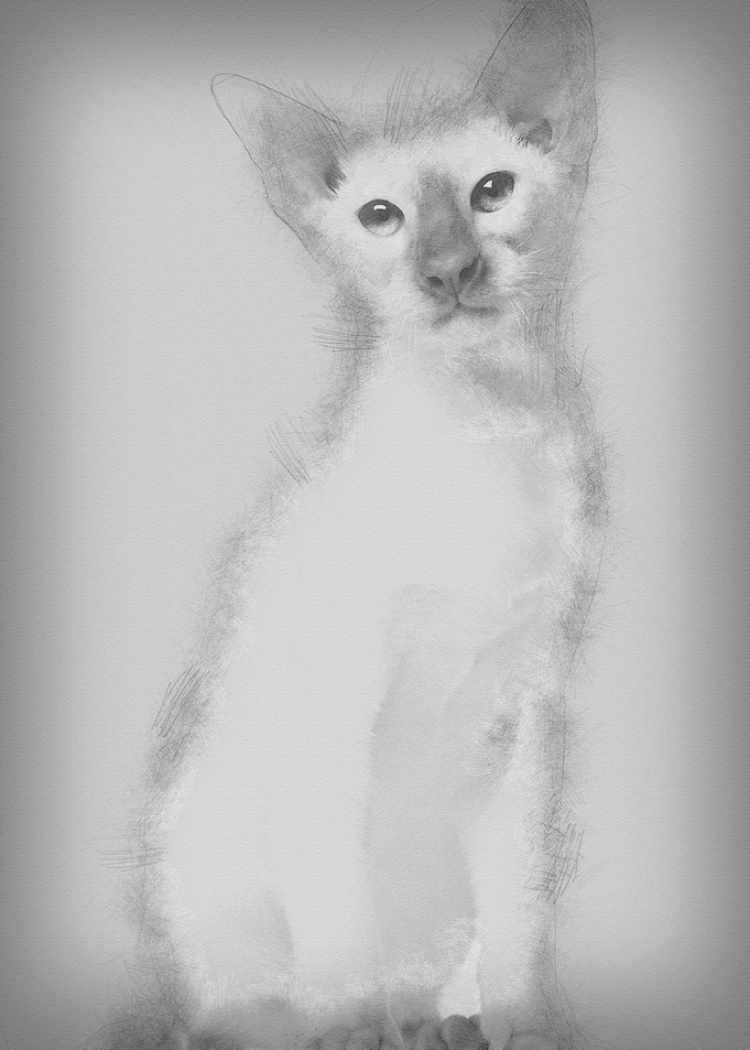Siamese kitten 5 months ol