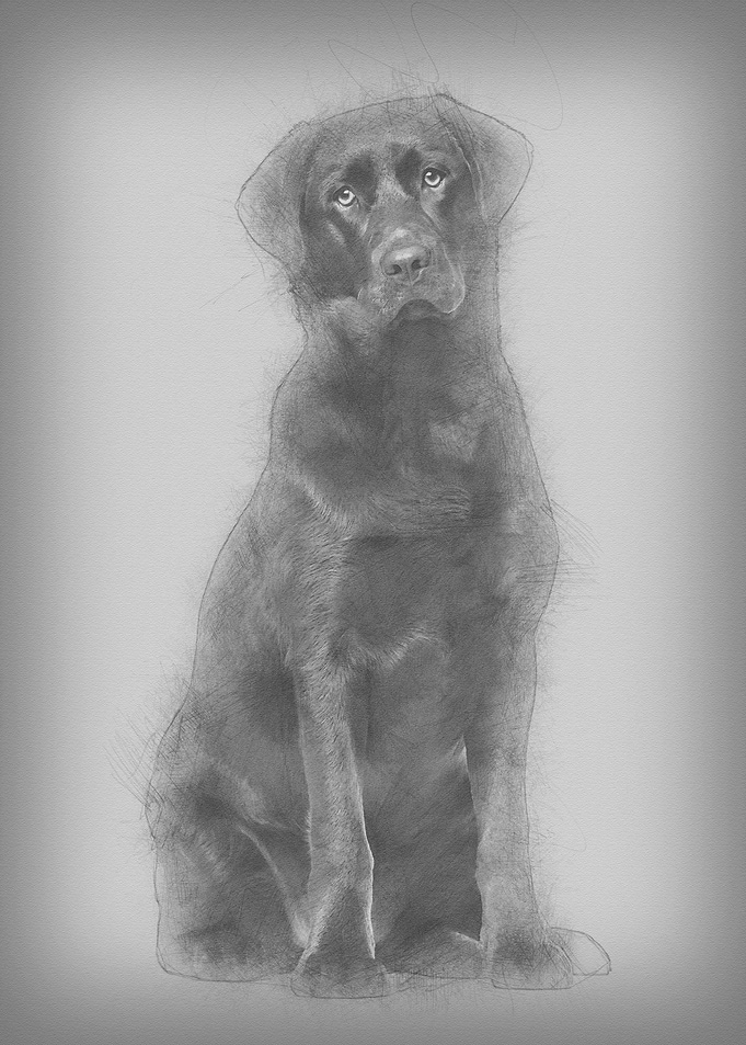 Labrador Retriever dog 8 m