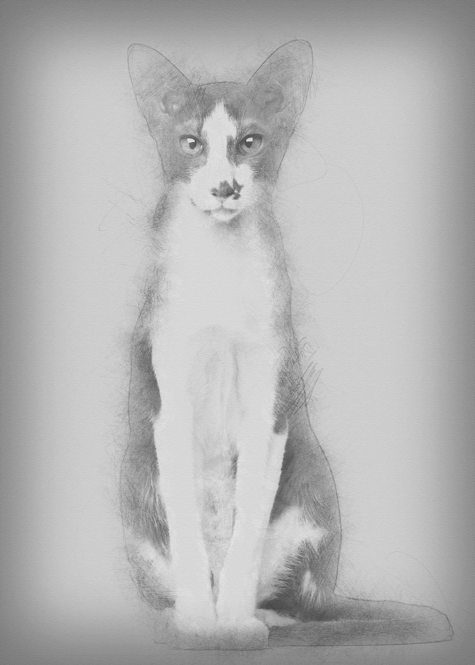 Oriental Shorthair sitting