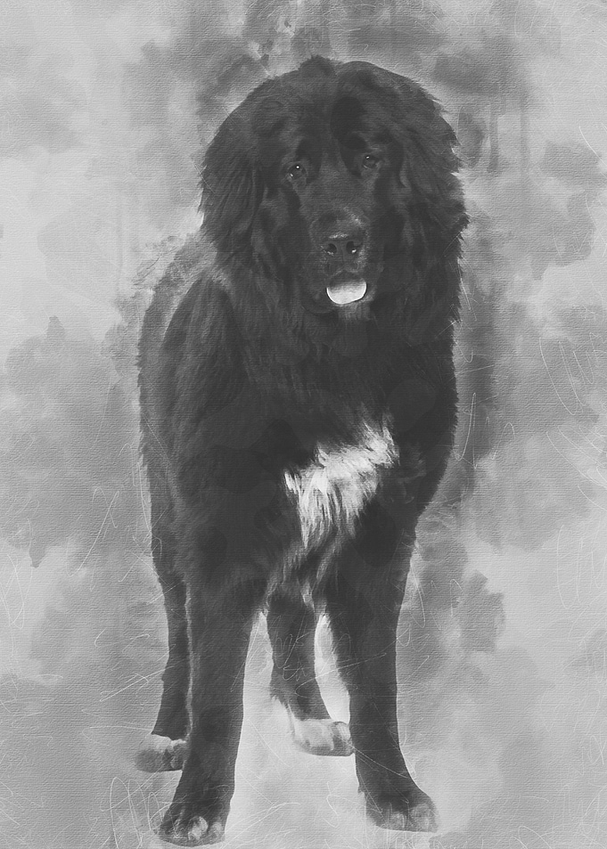 Bastard dog 9 months old p