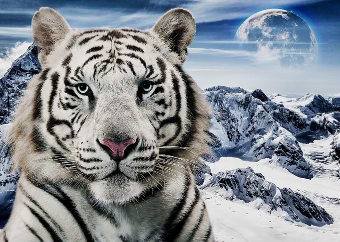 White Tiger
