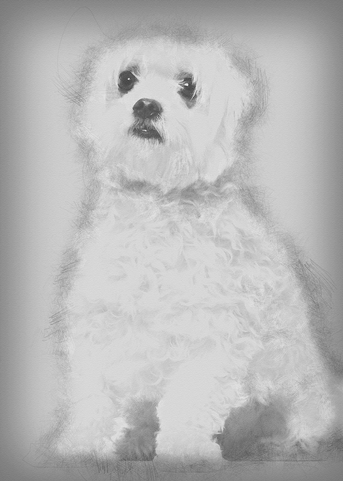 Maltese 2 years old sittin