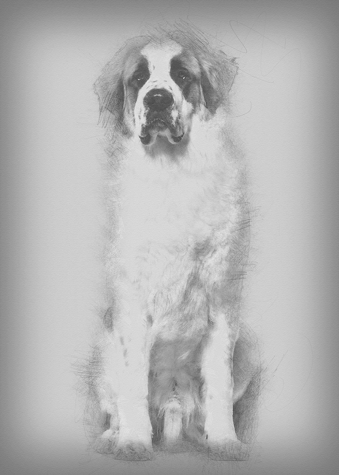 StBernard dog sitting and
