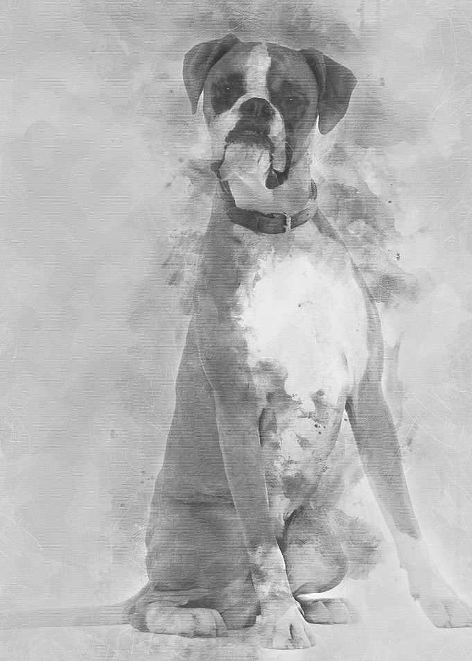 Boxer 12 months old sittin