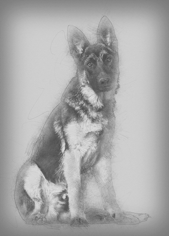 German Shepherd dog lookin