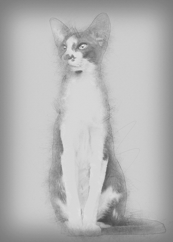 Oriental Shorthair sitting