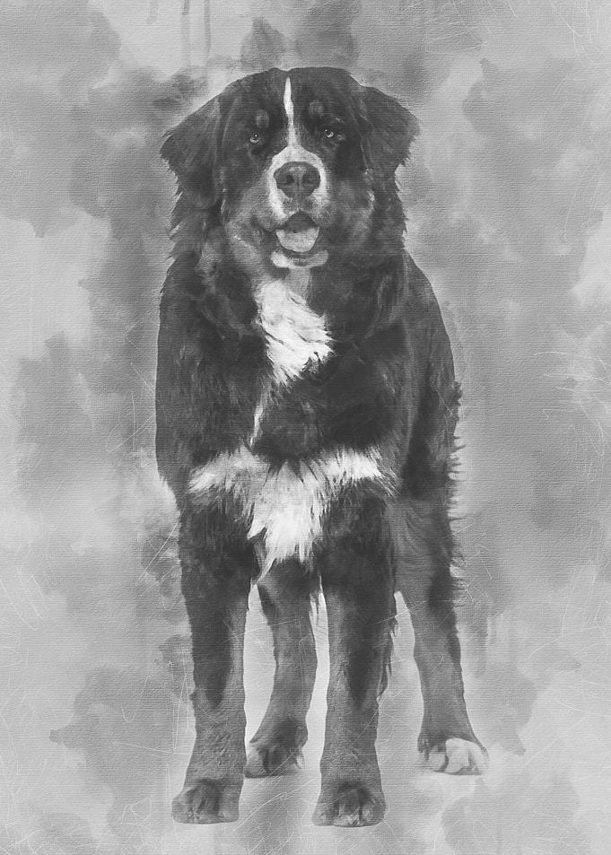 Bernese Mountain Dog 10 mo