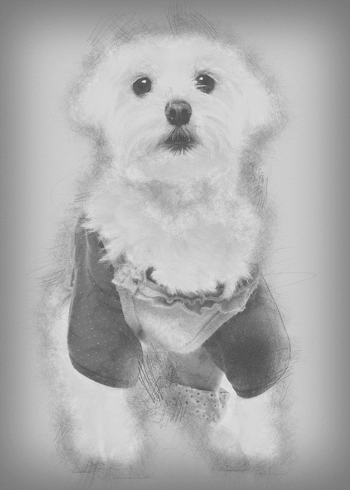 Maltese dressed up 3 years