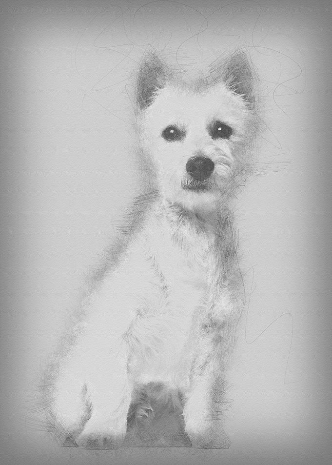 West Highland White Terrie