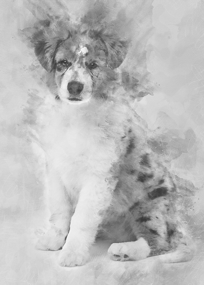 Australian Shepherd puppy