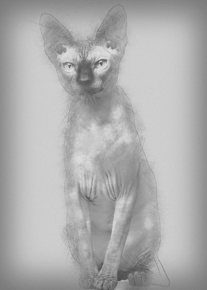 Sphynx cat 1 year old sitt