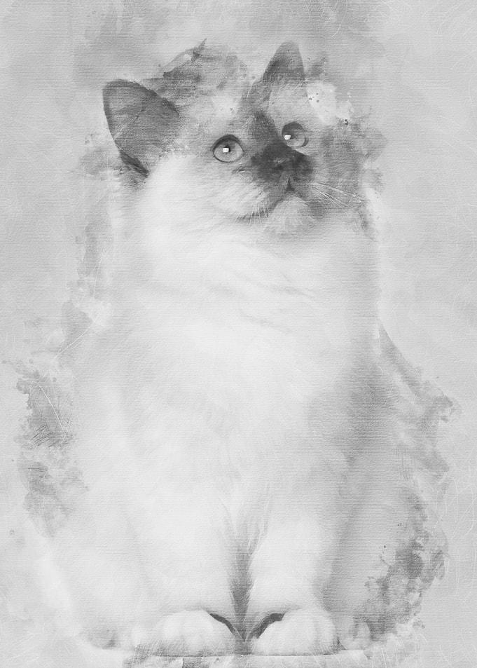 Birman kitten 4 months old