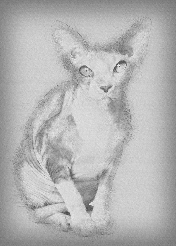 Sphynx cat 1 year old sitt