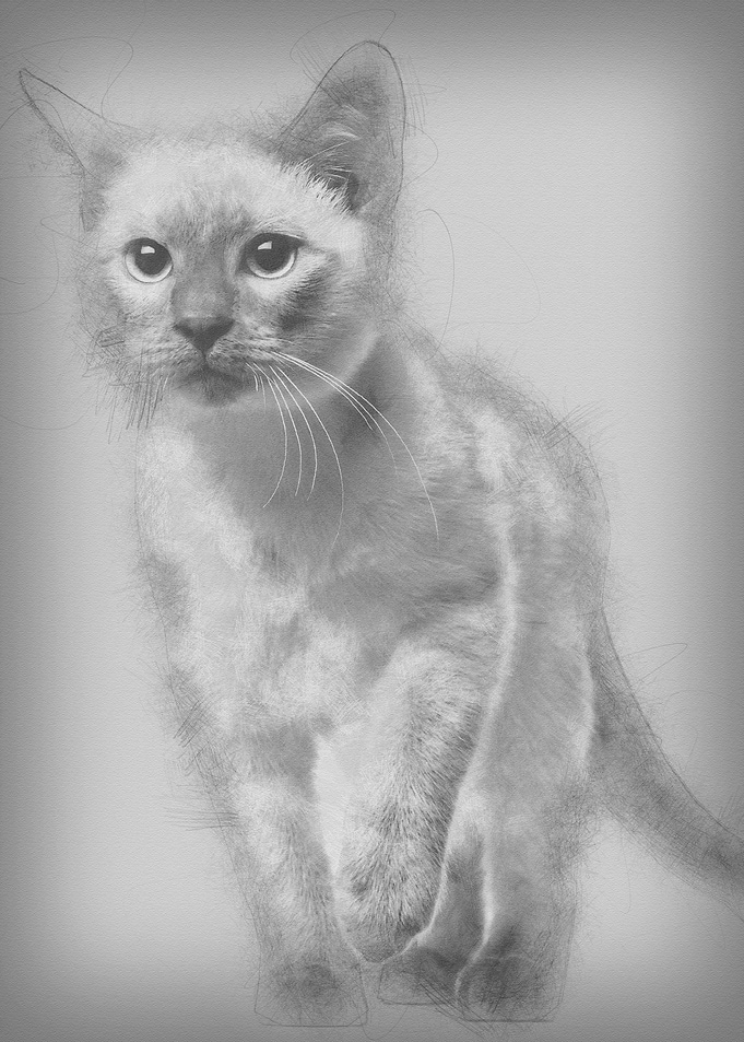 Thai kitten 4 months old w
