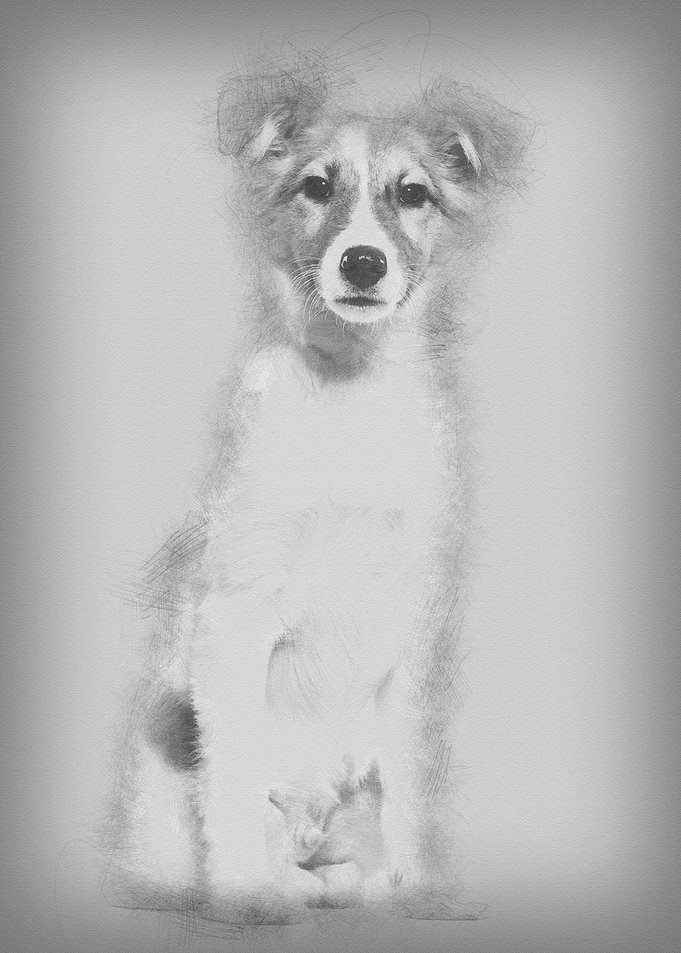 Mixedbreed dog sitting ag