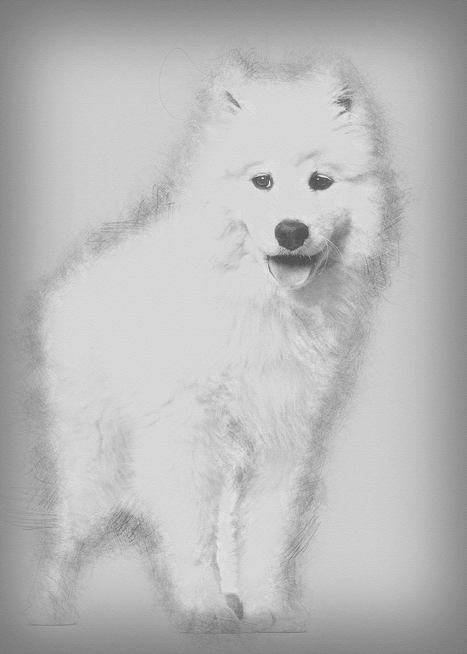 Samoyed puppy standing aga