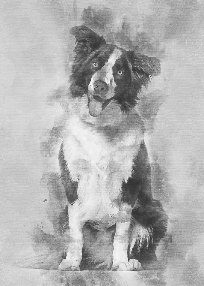 Border Collie dog 1 year o