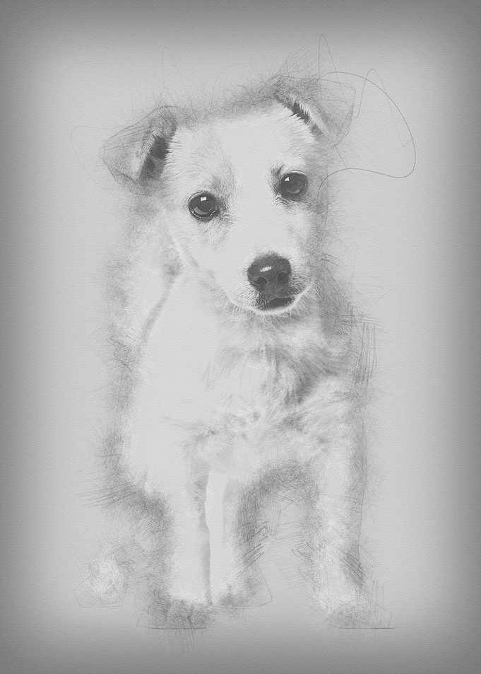 Jack Russell puppy 3 month