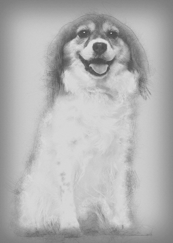 Papillon 7 years old sitti