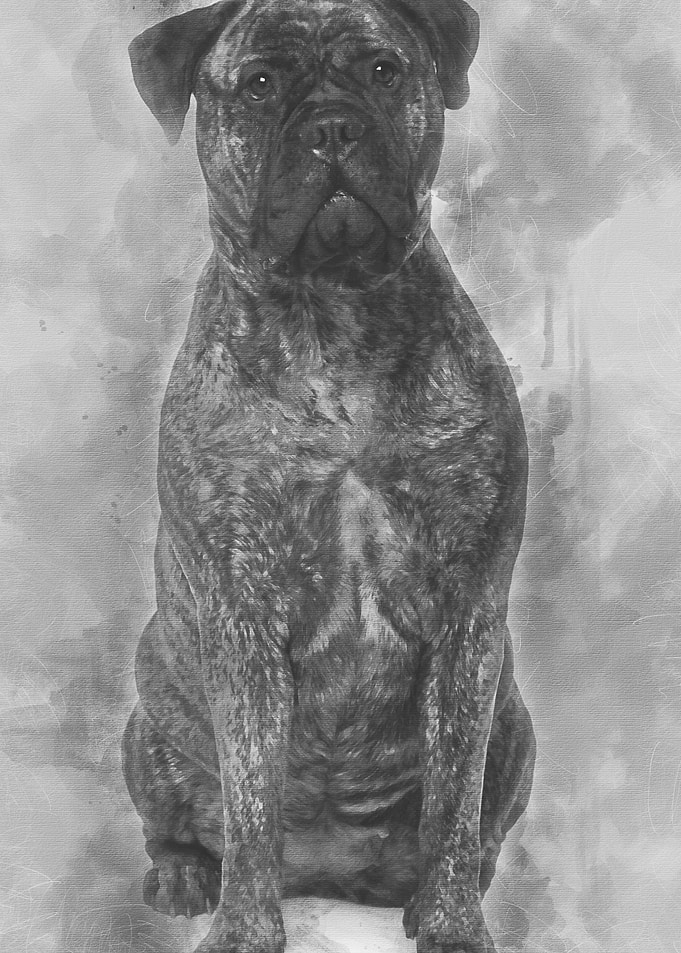 Bullmastiff dog 18 months