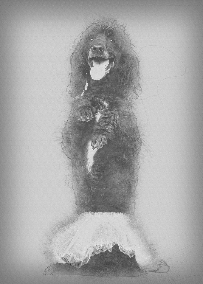Poodle 5 years old standin