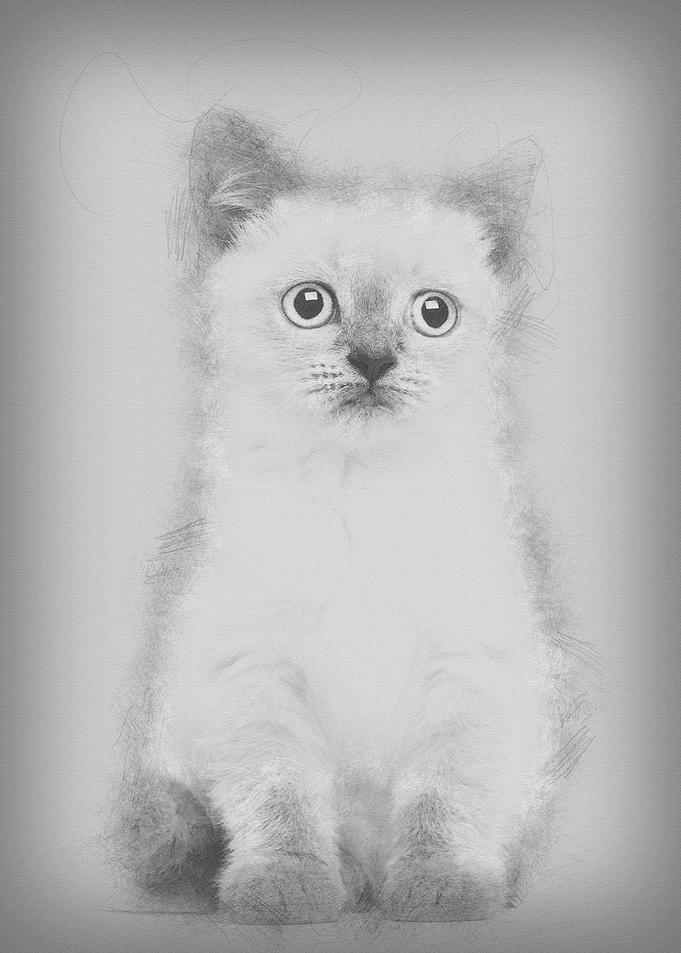 Portrait of British Shorth