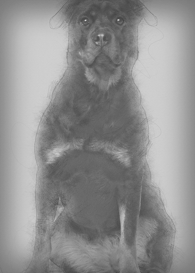 Rottweiler sitting