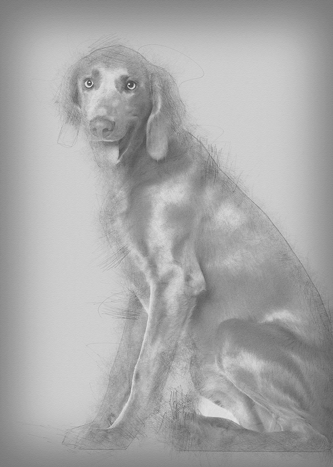 Portrait of Weimaraner 8 m