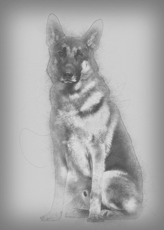 German Shepherd dog sittin